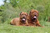 DOGUE DE BORDEAUX 081